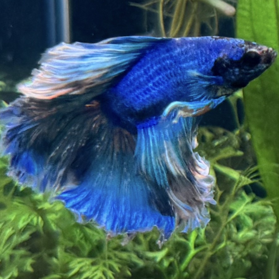 Alphie